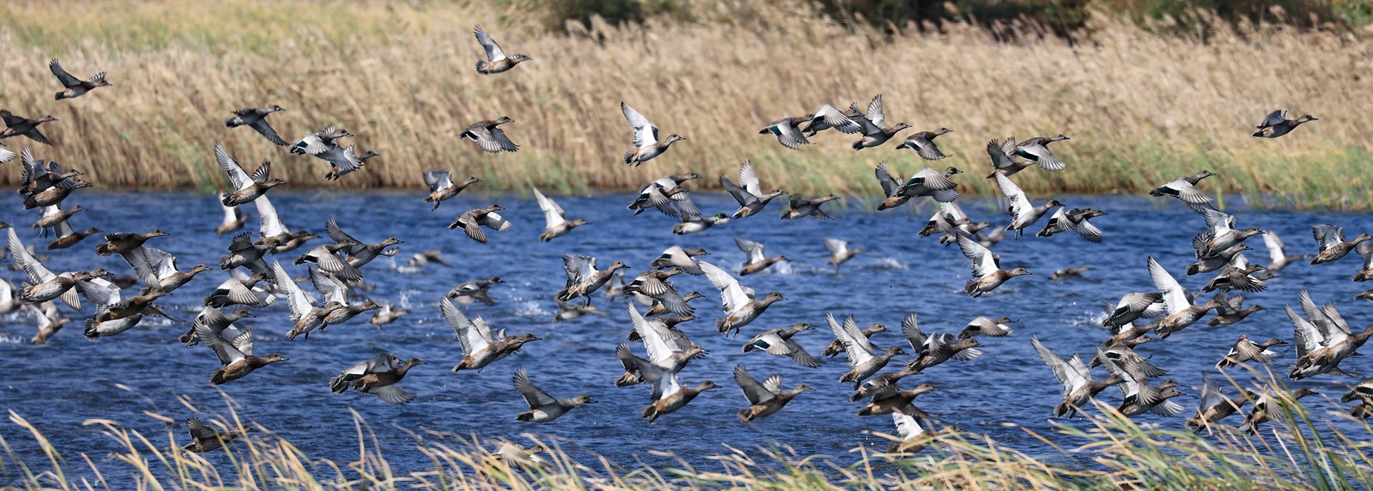 Birdwatching season kicks off in Dongying, highlighting biodiversity
