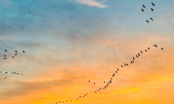 Sunset paints golden ecological scene in Dongying wetlands