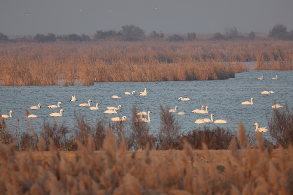 Yellow River Delta reserve offers ideal home for birds
