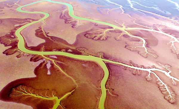 Dongying's Hongtan Wetland demonstrates nature's tidal artistry