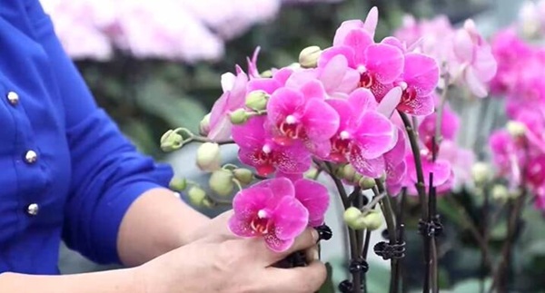 Dongying orchid recognized by world-renowned horticulture body