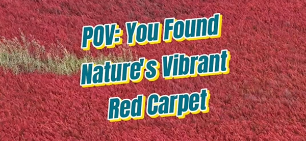 Explore Dongying's red wetlands