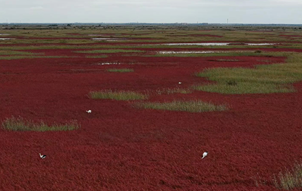 Wetlands of Yellow River estuary, a paradise for birds