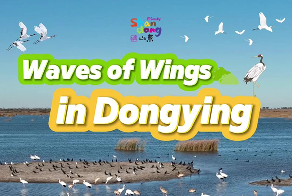 Waves of wings in Dongying