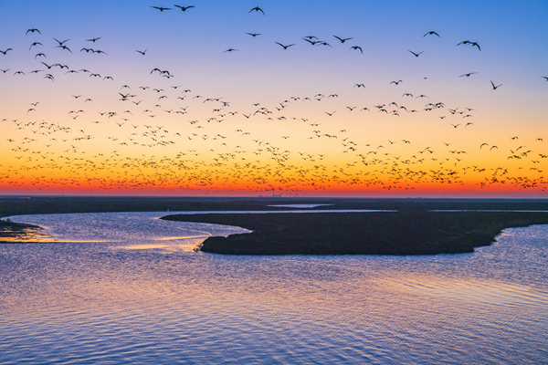 Dongying: A vision of ecological harmony, modern progress