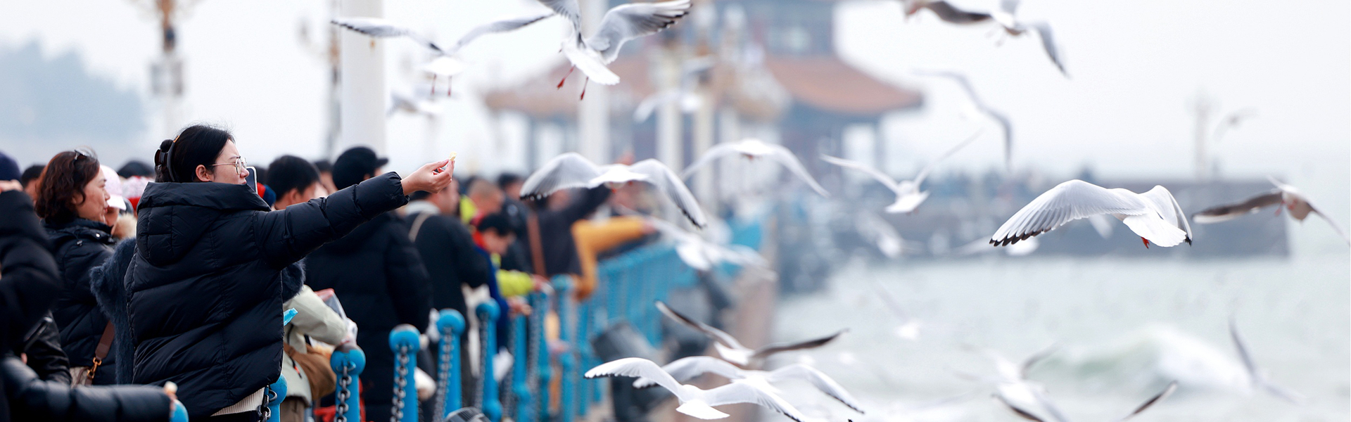 青島：棧橋景區(qū)海鷗引客來 VCG111615056483_1920-600.jpg