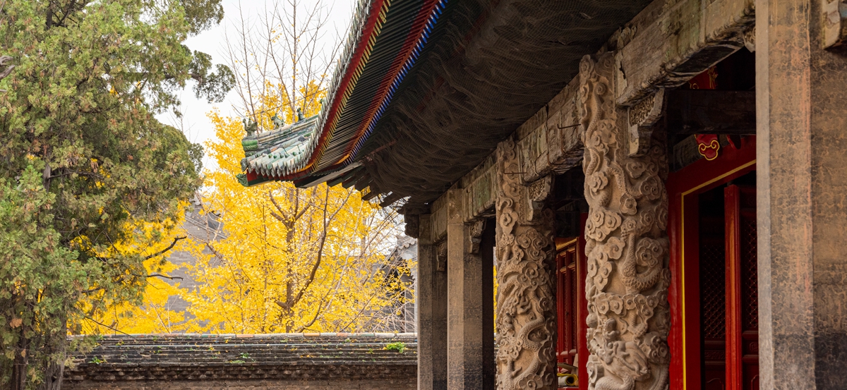 Qufu's ginkgo trees illuminate early winter at Confucius Temple