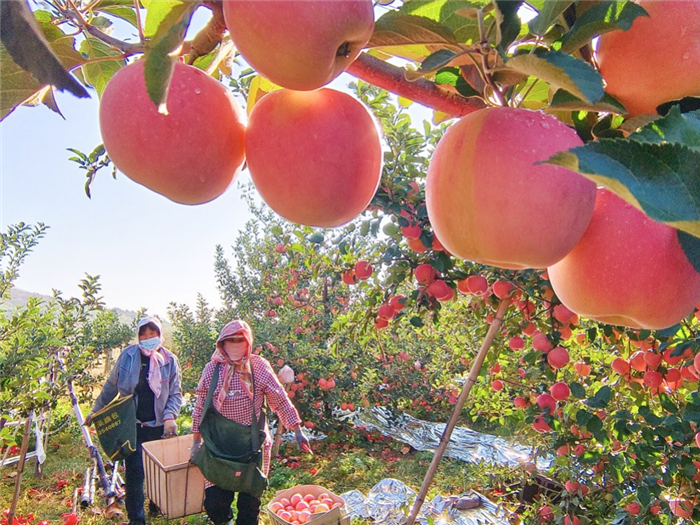 1765160151296079432.png 25-青岛苹果-3_副本.png