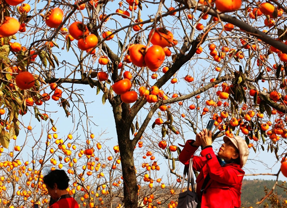 Golden persimmons light up early winter in Qingdao