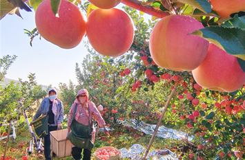 Qingdao pioneers rural vitalization through innovative methods