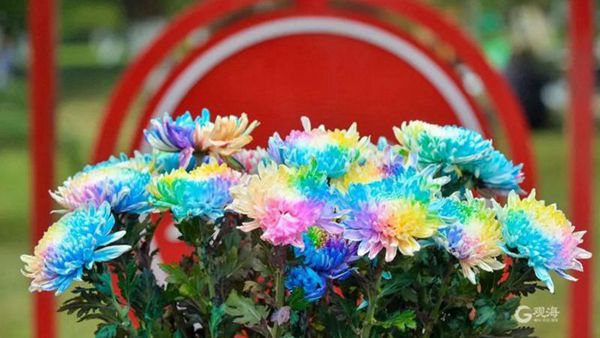 1666602098319082440.jpg 七彩菊.jpg