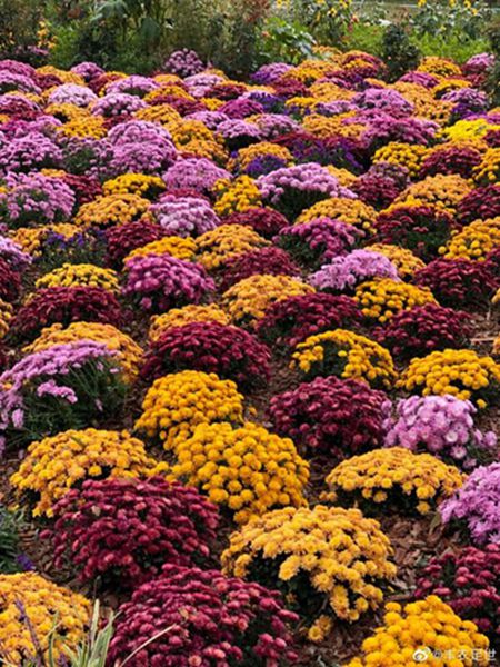 1666602108299072666.jpg 千头菊.jpg