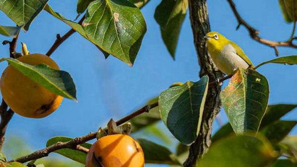 1666602143190077643.jpg 柿子与鸟.jpg