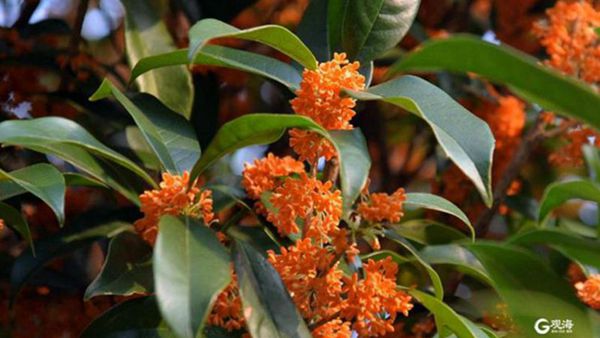 1666602161791095634.jpg 桂花.jpg