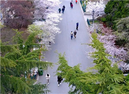 Shinan invites you to come for a spring sojourn