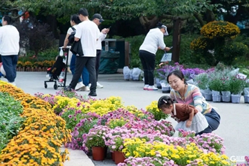 Qingdao's 41st chrysanthemum exhibition blooms with autumn splendor