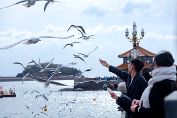 Qingdao launches themed seagull-watching routes for 2025