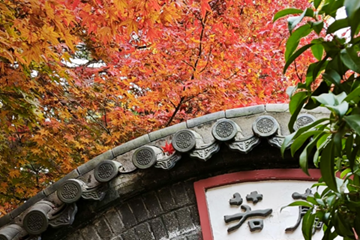 Shinan district's maple leaves peak in late November