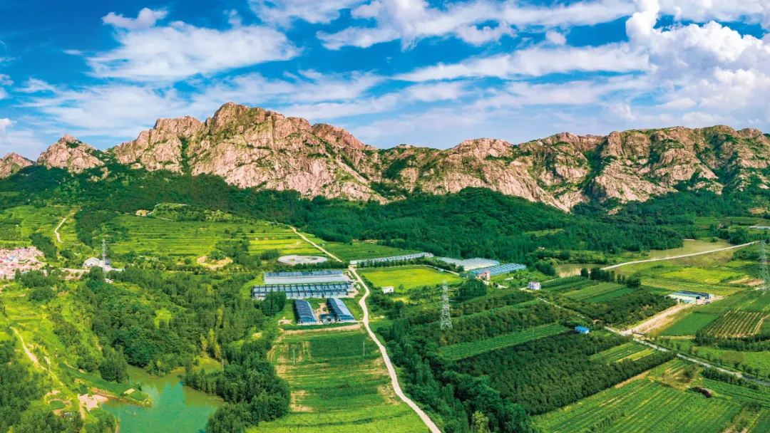 Midsummer serenity in Qingdao WCNA's Dacun town