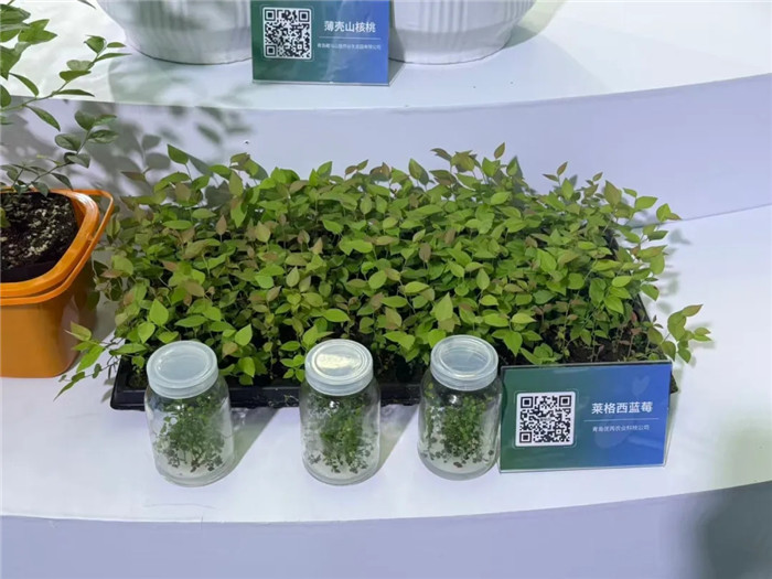 Intl seed expo takes place in Qingdao WCNA, driving seed industry revitalization