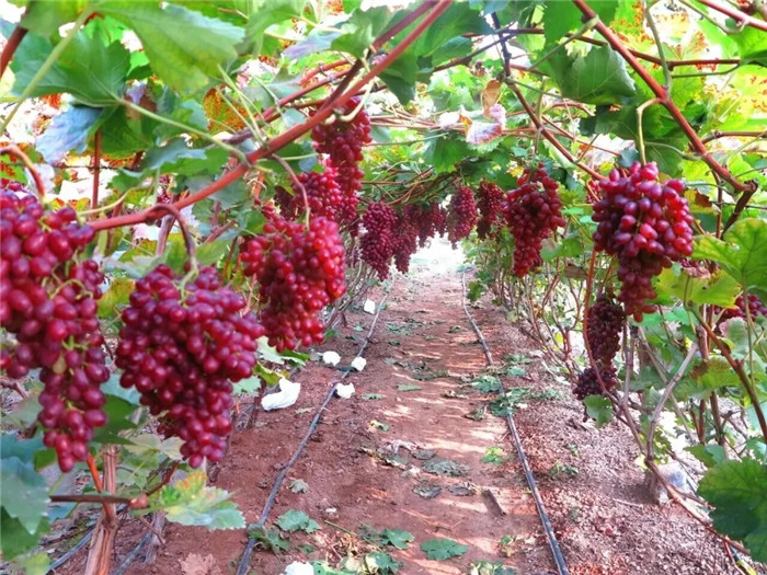 Qingdao WCNA launches grape harvest festival with immersive experiences
