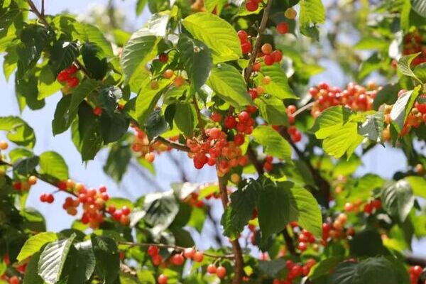 Yangjiashanli Cherry Picking Festival in Qingdao kicks off