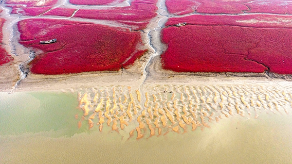 Seepweed blankets Qingdao in vibrant red