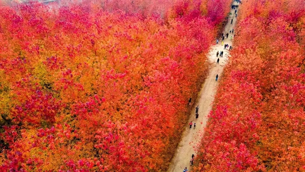 Qingdao WCNA kicks off red maple culture festival