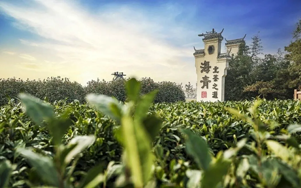 Qingdao WCNA agriculture honored with national geographical indication