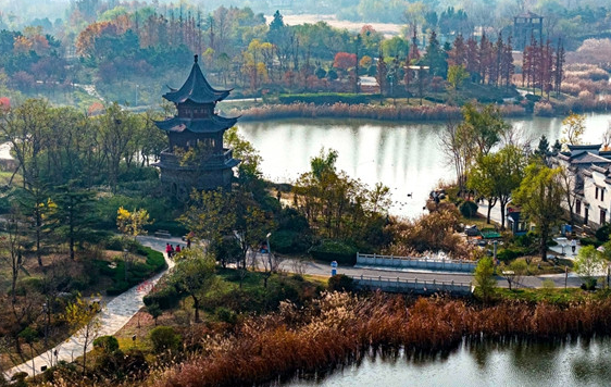 Golden hues adorn Qingdao's wetland park