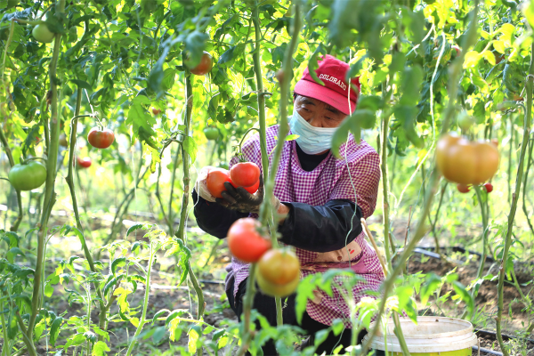 Tiny tomatoes fuel big dreams in Tai'an village