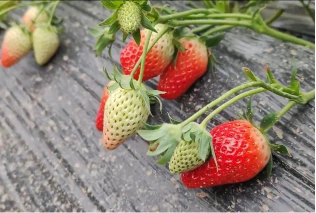 Strawberries bring sweet success to Tai'an farmers