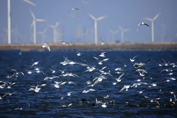Wintering seagulls flock to Weifang's cleaner, greener coastline