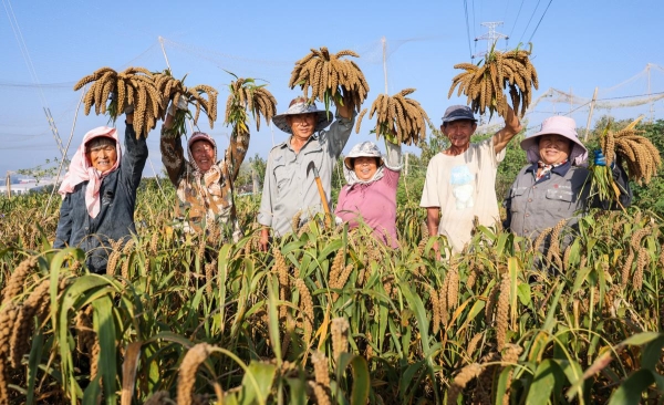 Village reaps benefits of millet harvest through collective effort