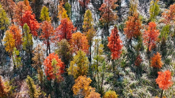 Yantai transforms into autumn wonderland as foliage season peaks