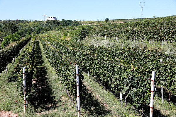 Yantai's Qiushan Valley named top eco-tourism destination