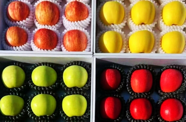 Yantai apple at its peak in winter