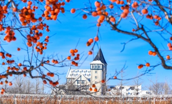 Yantai in December: Persimmons aglow, wine below
