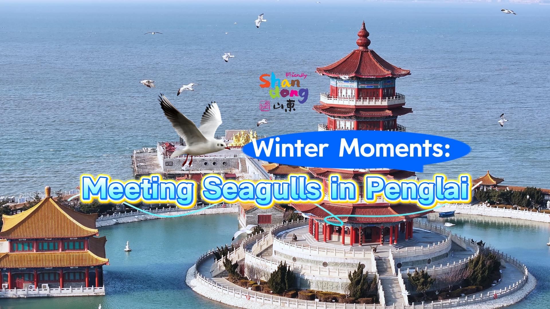 Winter moments: Meeting seagulls in Penglai