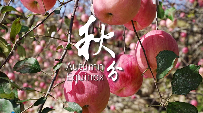 Yantai embraces Autumn Equinox with bountiful harvest