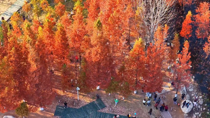 Yantai's dawn redwoods set ablaze in crimson