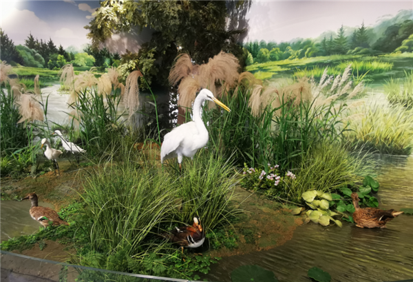 Shanghai's 1st wetland science museum opens in Pudong