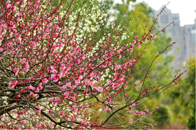 Plum blossoms enter prime season in Pudong's Century Park