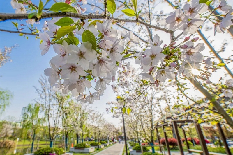 Cherry blossoms at Huadonglu Park