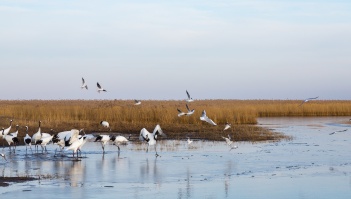 China vows to continue crackdown on hunting of protected birds