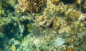 Australian scientists use AI to save Great Barrier Reef