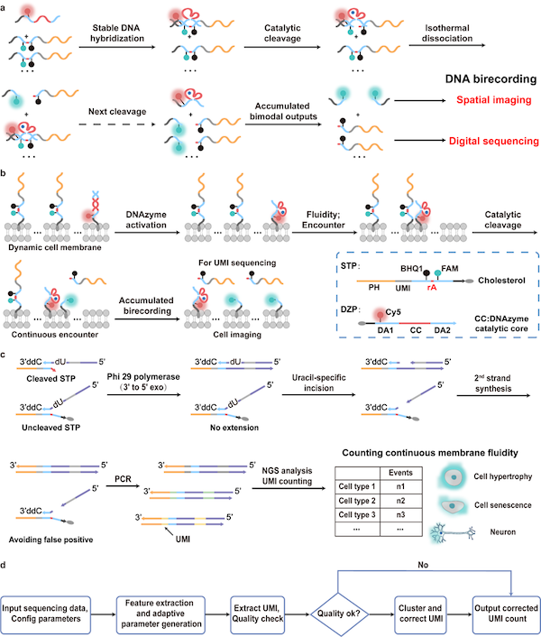 1767880275816077412.png 3D49084A969CFFB371EAEE8EB9C_B8ED7D11_50568.png