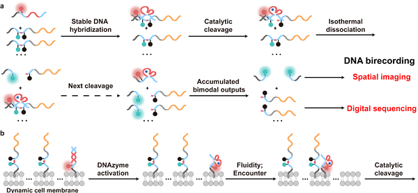 XJTU team achieves breakthrough in cell membrane fluidity analysis