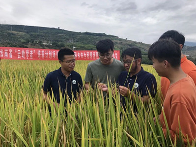 CCTV reports on YNU rice cultivation breakthrough 