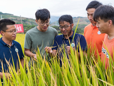 Perennial rice researched by YNU team selected as national leading variety